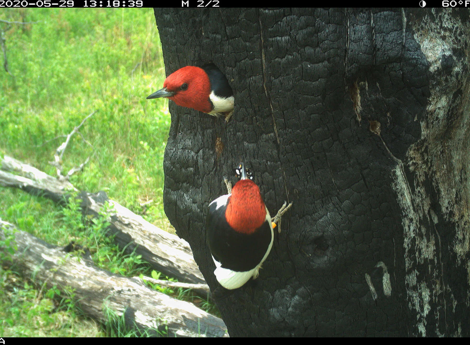 woodpecker live cam