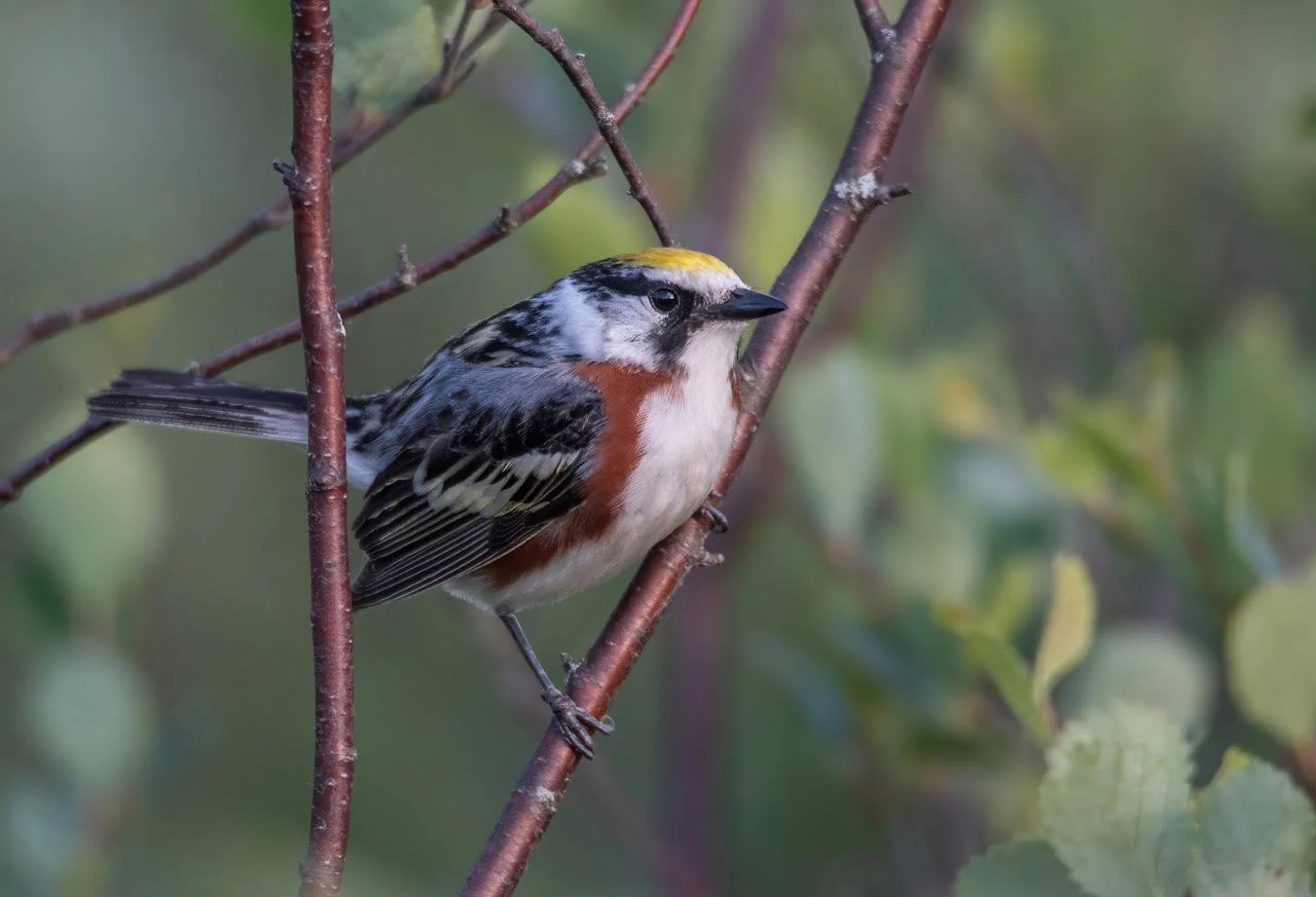 Blog — Audubon Chapter of Minneapolis