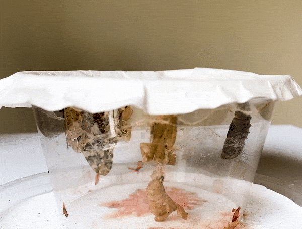 THURSDAYS: Nature Science