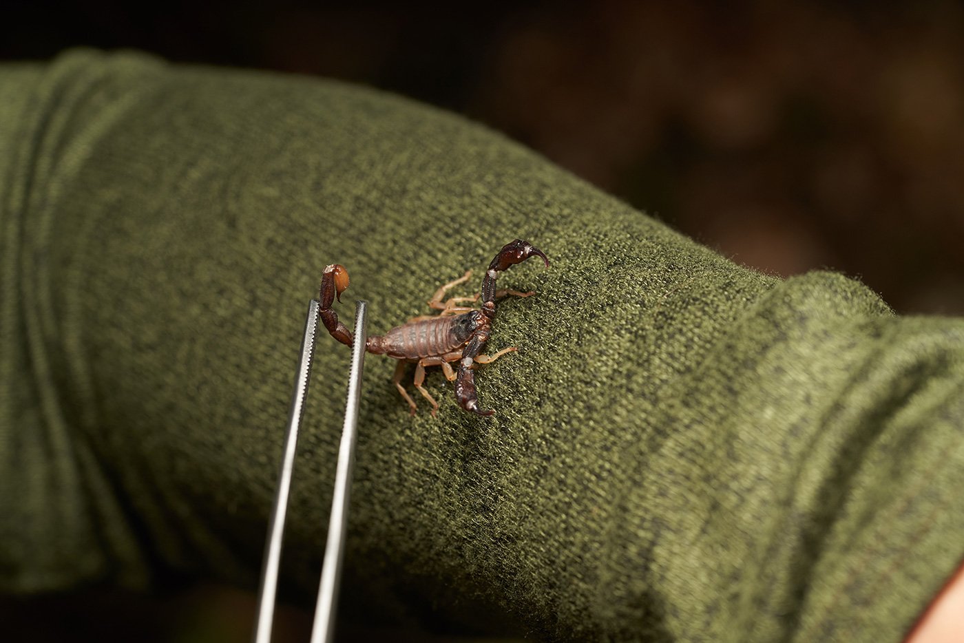 Discover a New Scorpion Species