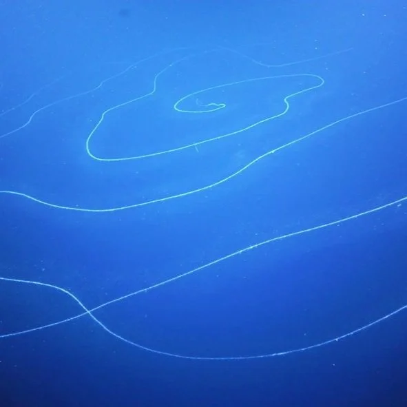 Make the Longest Siphonophore