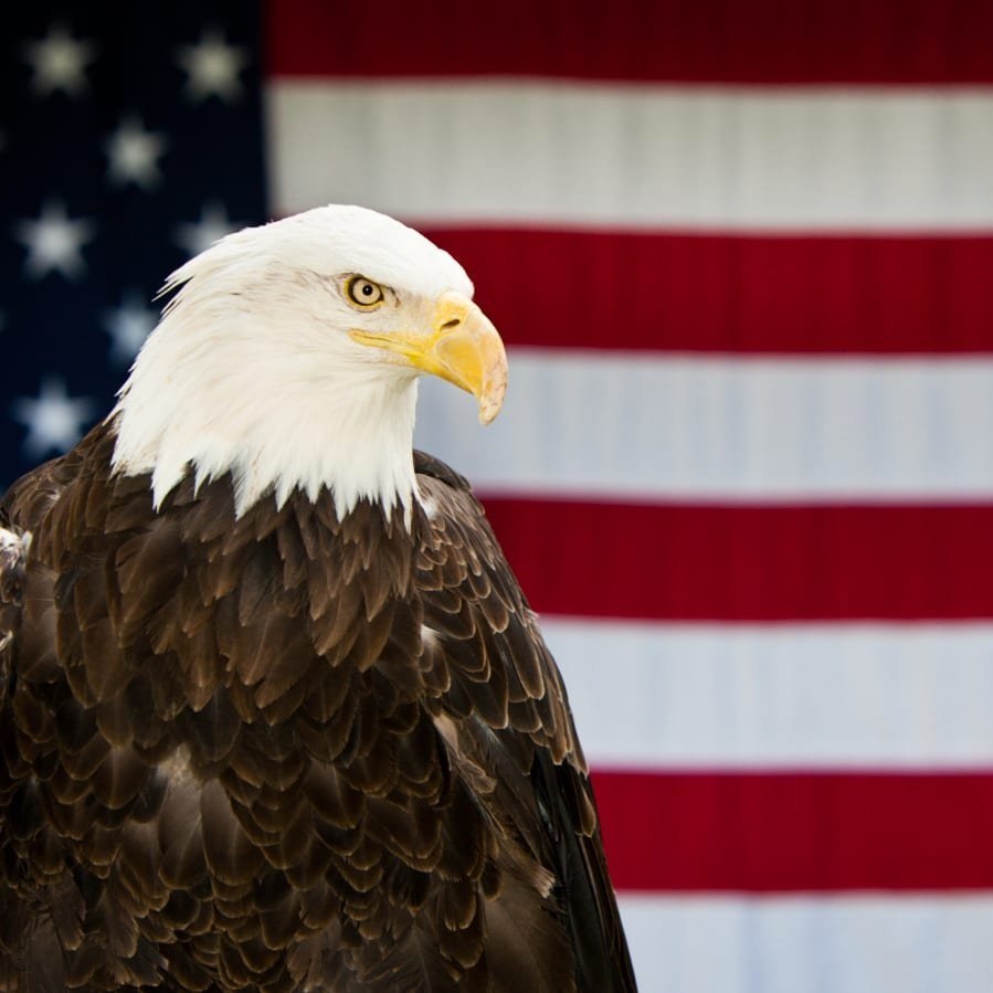 Choose a National Animal for Your Very Own Country