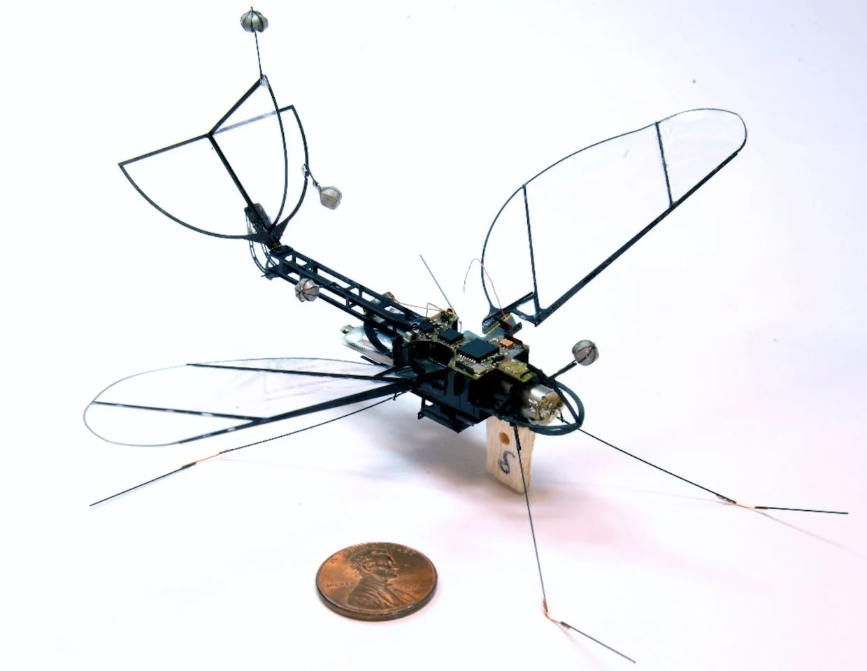 Draw Insects Like an Engineer