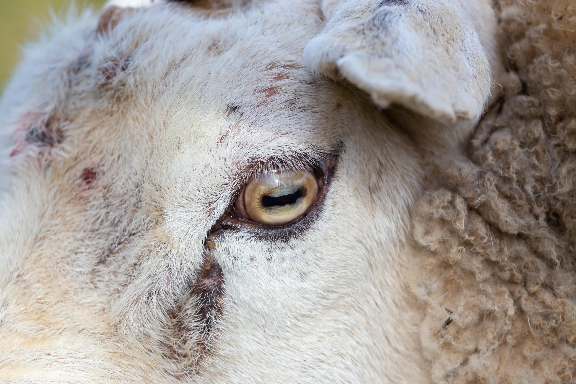 See the World from an Animal's Perspective