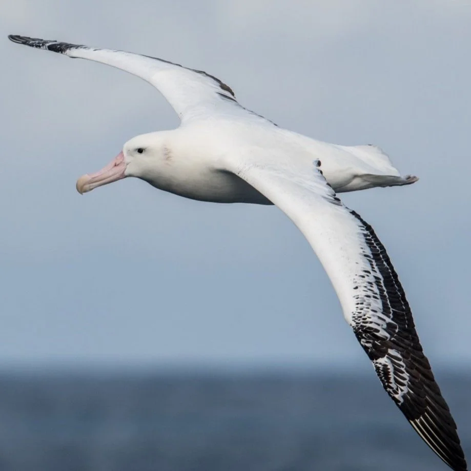 Invent to Save the Albatrosses