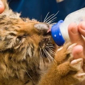 Open a Zoo with the World's Most Amazing Animals