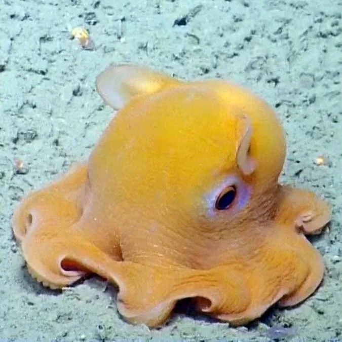 Construct a Dumbo Octopus Deep-Sea Friend