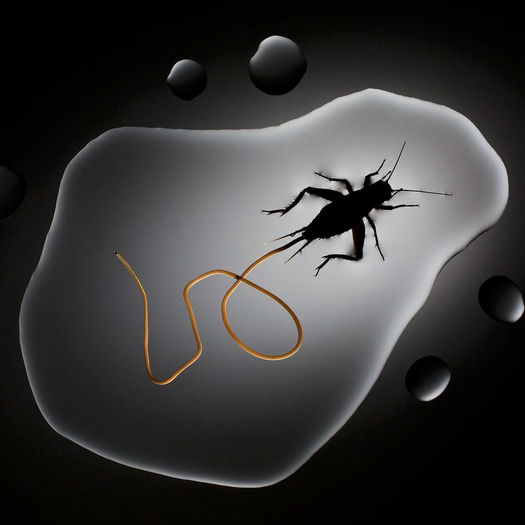 Take Photos to Learn the Secrets of Biology