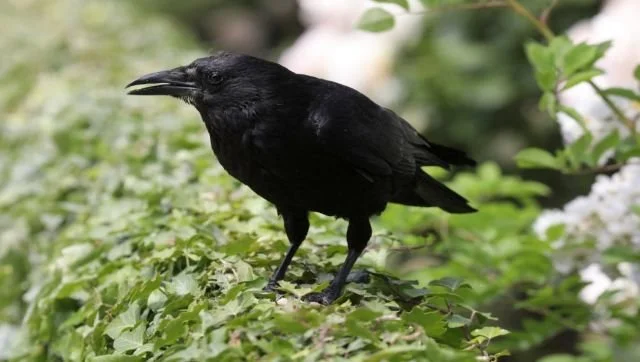 Use Crows to Clean Our Earth