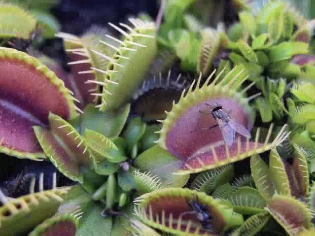Make Very Hungry Venus Flytraps