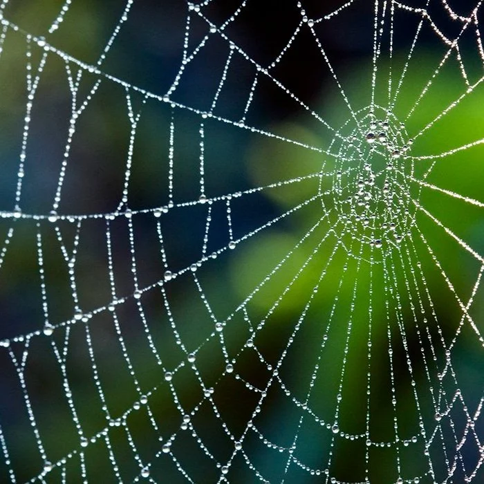Invent a Hearing Aid Device Using Spider Webs