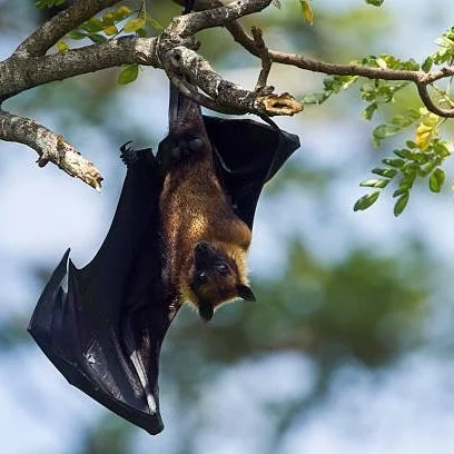 Hang With Bats like Bhargavi Srinivasulu