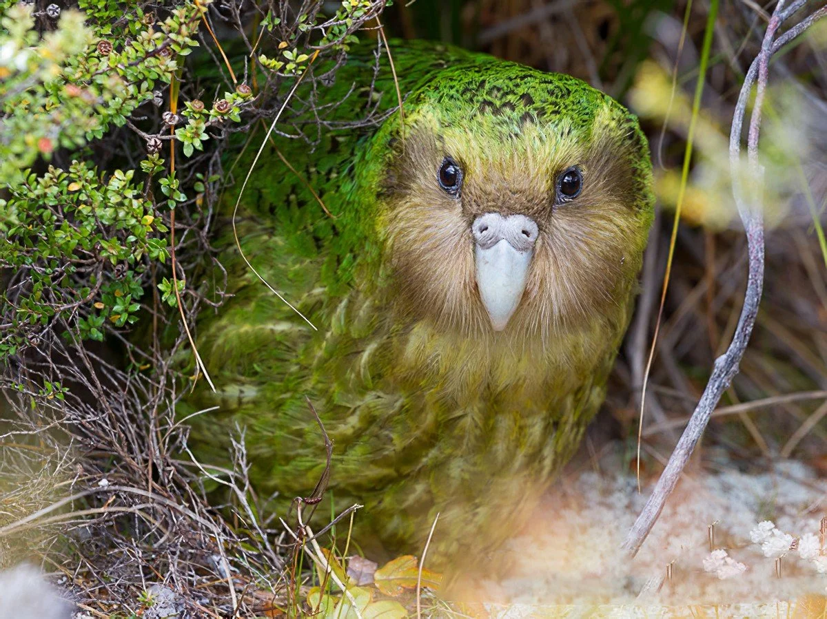 Today's Prompt: Help Save the Kākāpō from Extinction