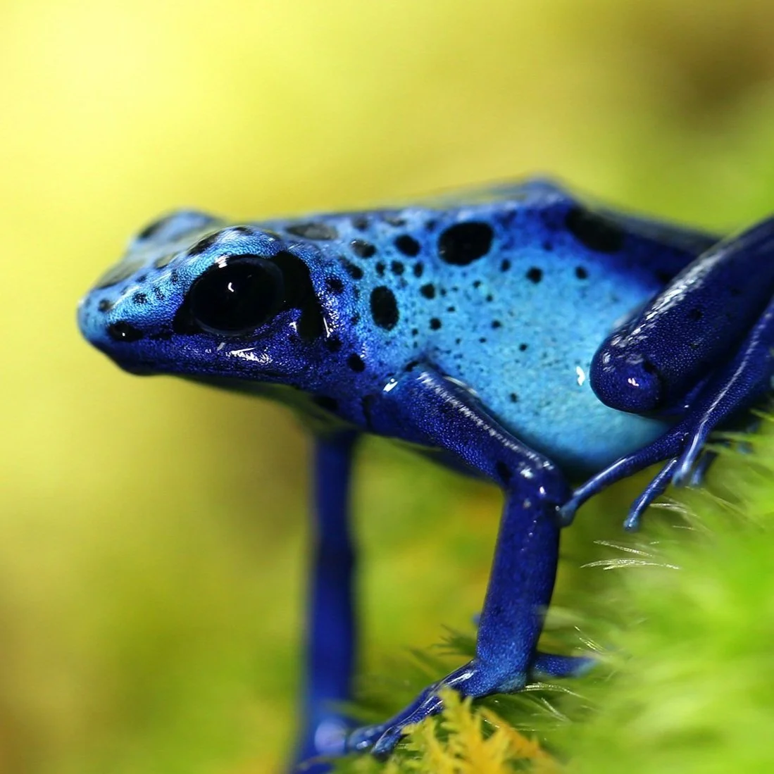 Make the Coolest Jumping Frogs with Origami