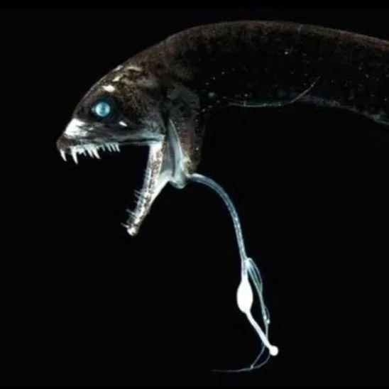 Make a Game of Dragonfish and Ladders