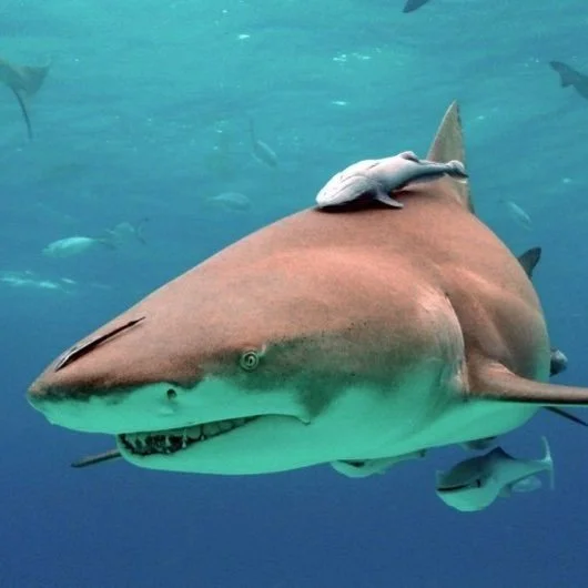 Make a Remora Fish Friend to Follow You Around