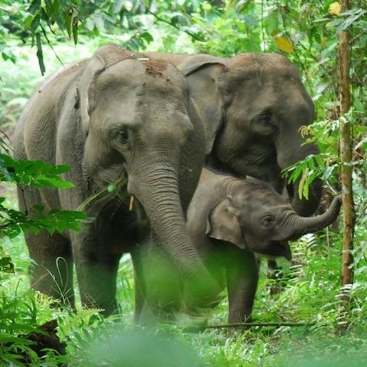 Write and Illustrate a Picture Book like a Conservationist