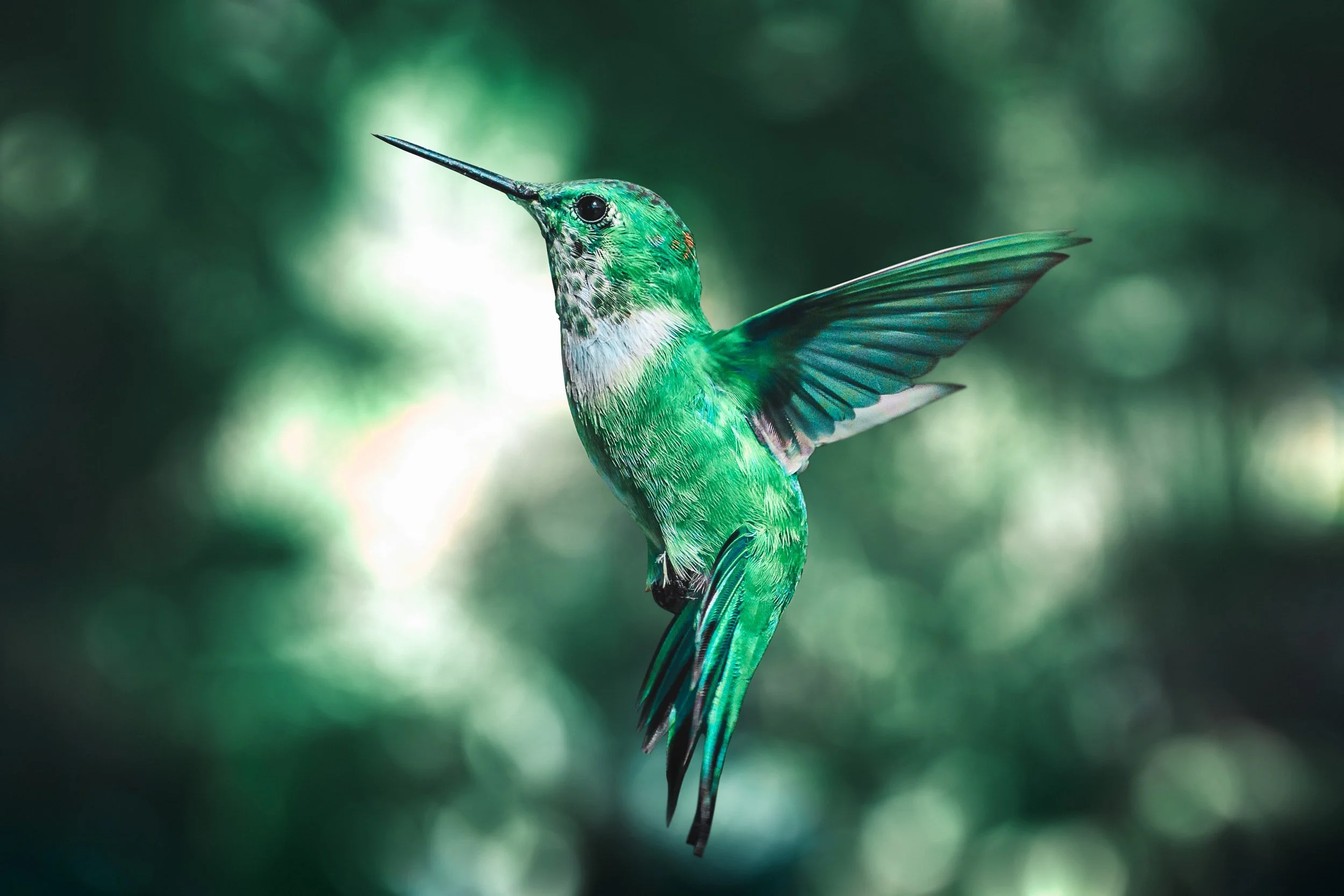 Wednesday Inventor Prompt: Help Birds Avoid Hitting windows