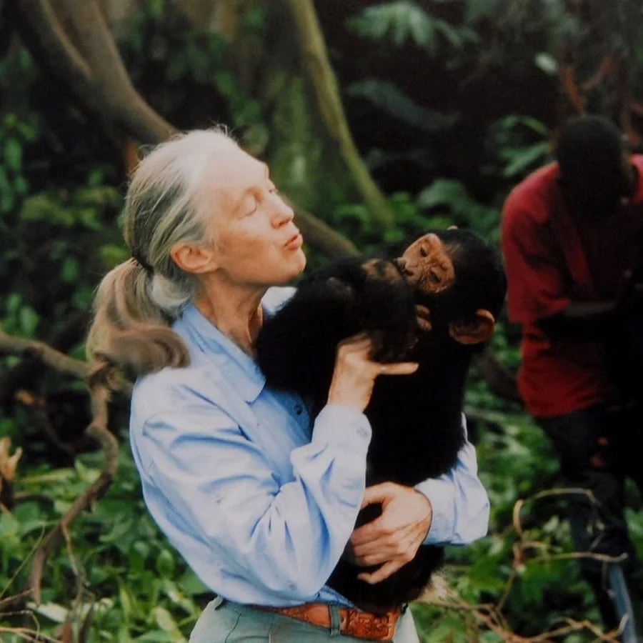 Bond with Chimpanzees Like Jane Goodall