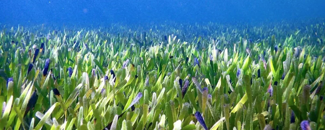 Make the BIGGEST Plant on Earth
