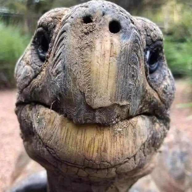 Create a Tortoise That Can Live for Centuries