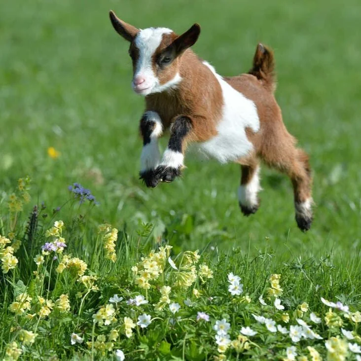Adopt a Baby Goat!