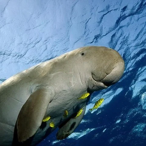 Code a Dugong Safe Haven