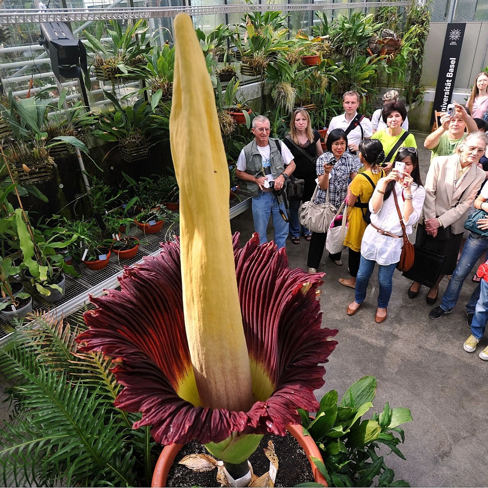 Build an Invention Inspired by the Corpse Flower