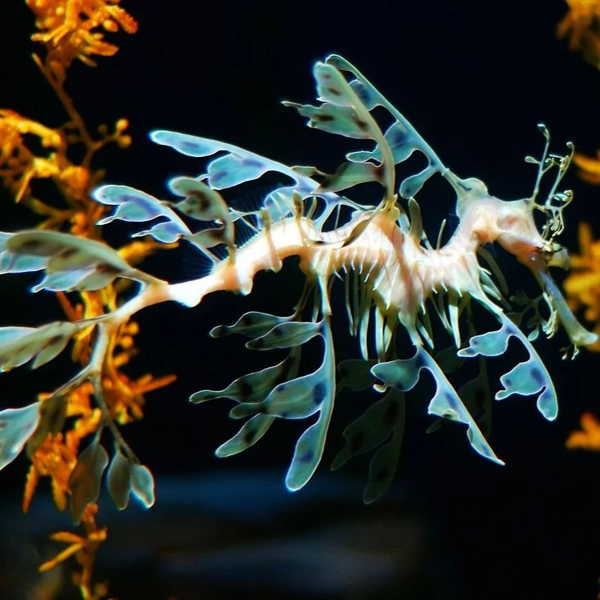 Camoflauge Yourself Like the Leafy Sea Dragon