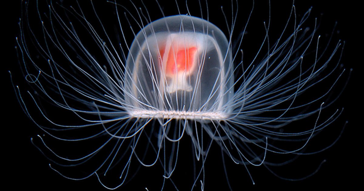 Discover the Secrets of the Immortal Jellyfish