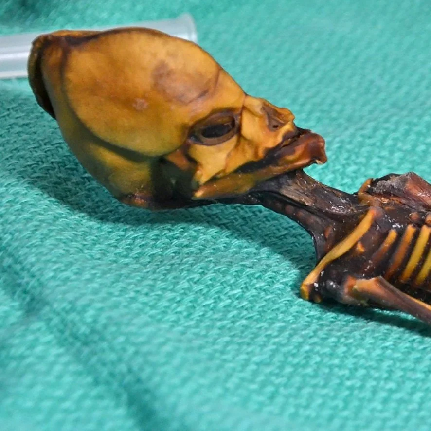 Study Alien Genetics like a Scientist