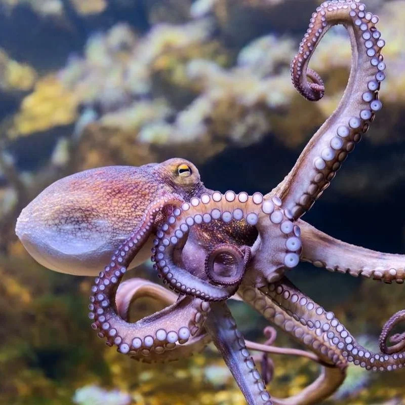 Solve the Scientific Mystery of the Wandering Octopuses