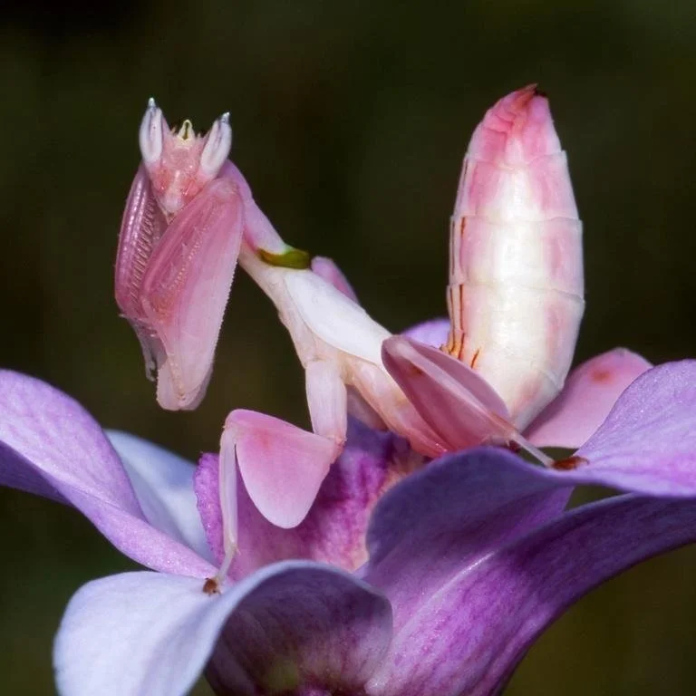 Create the Most Beautiful Orchid Mantis