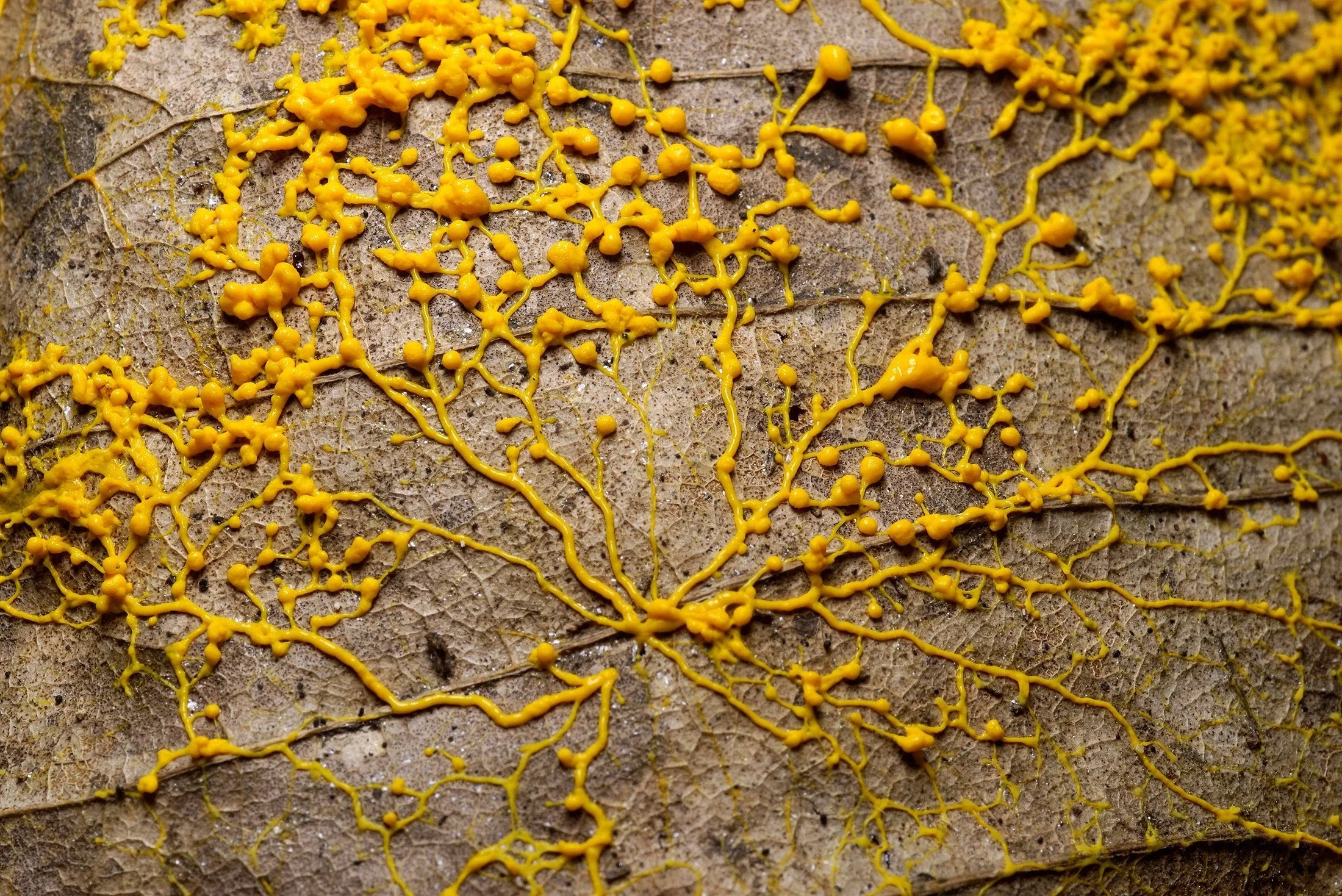 Solve the Scientific Mystery of Slime Mold