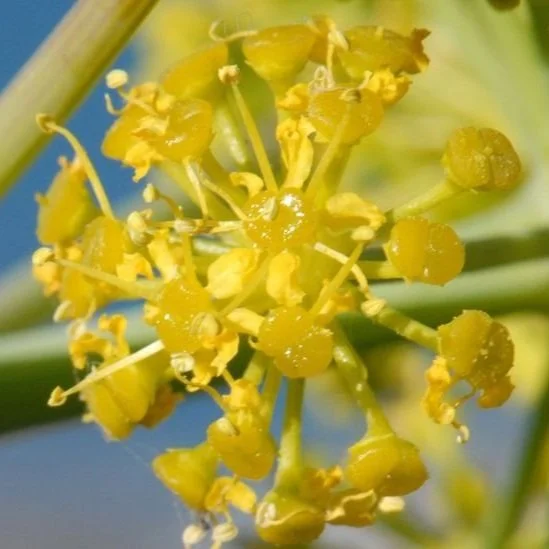 How Can You Use This "Miracle" Plant?