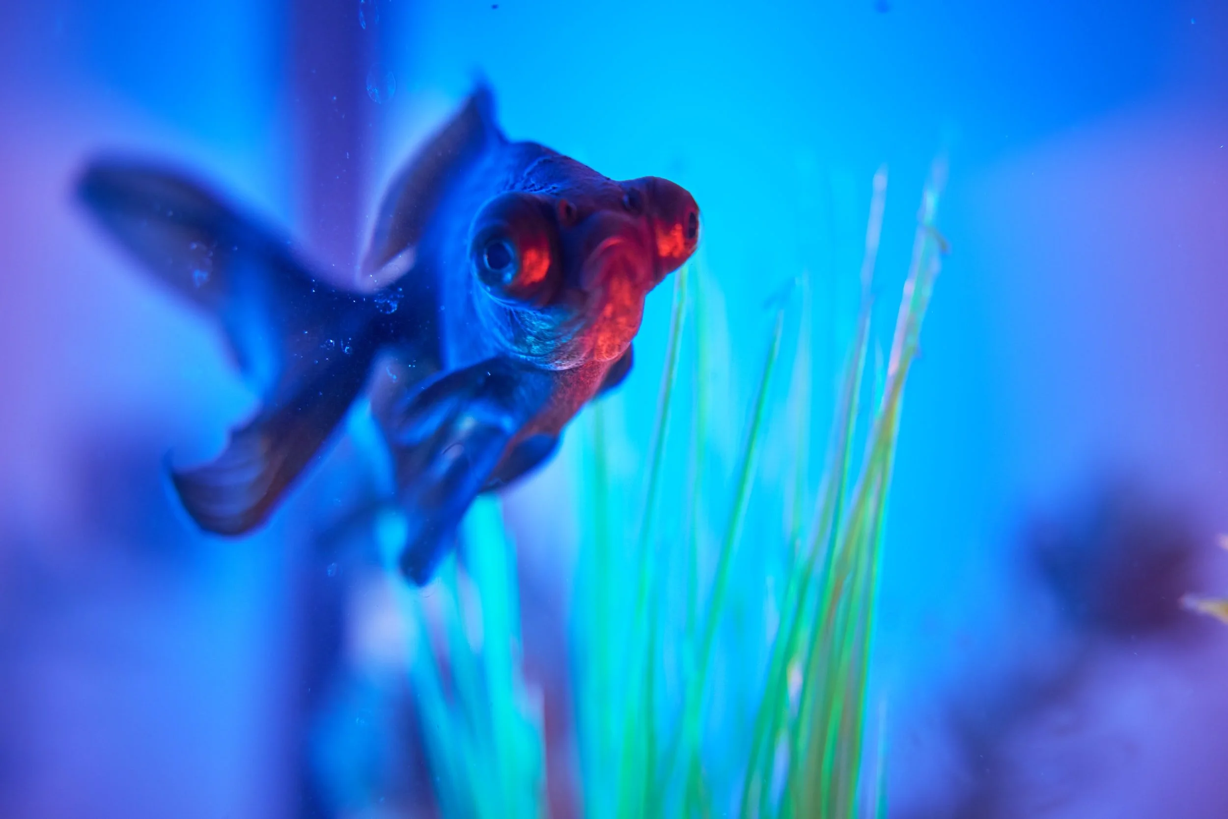 Collect the Freakiest Funkiest Fish Cards