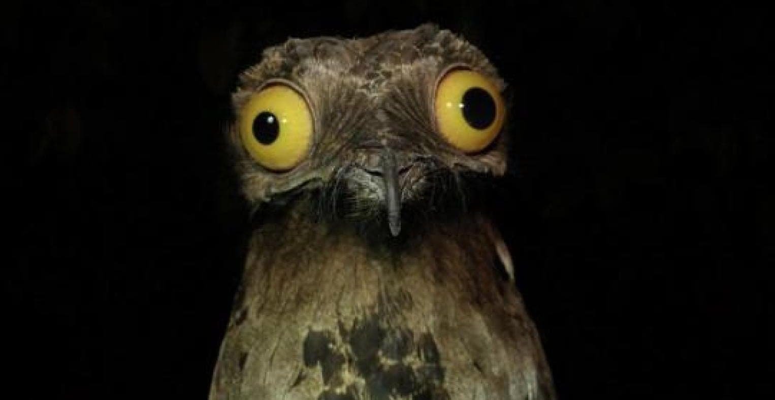 Today's Prompt: Make a Ghost Bird Buddy