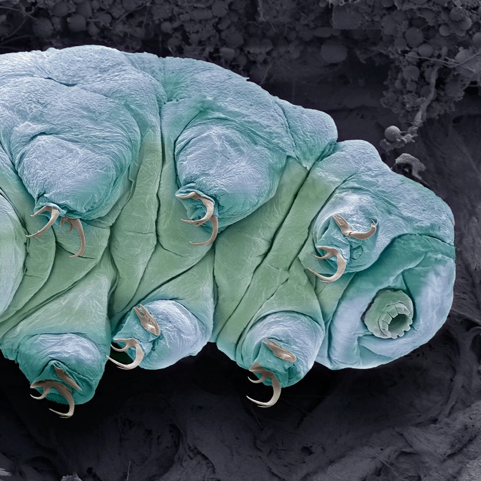Create The Toughest Animal Inspired By The Tardigrade