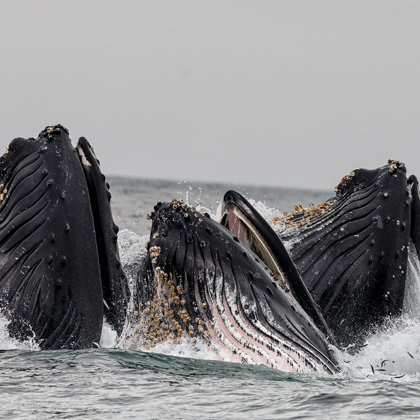 Solve the Scientific Mystery of the Socializing Whales