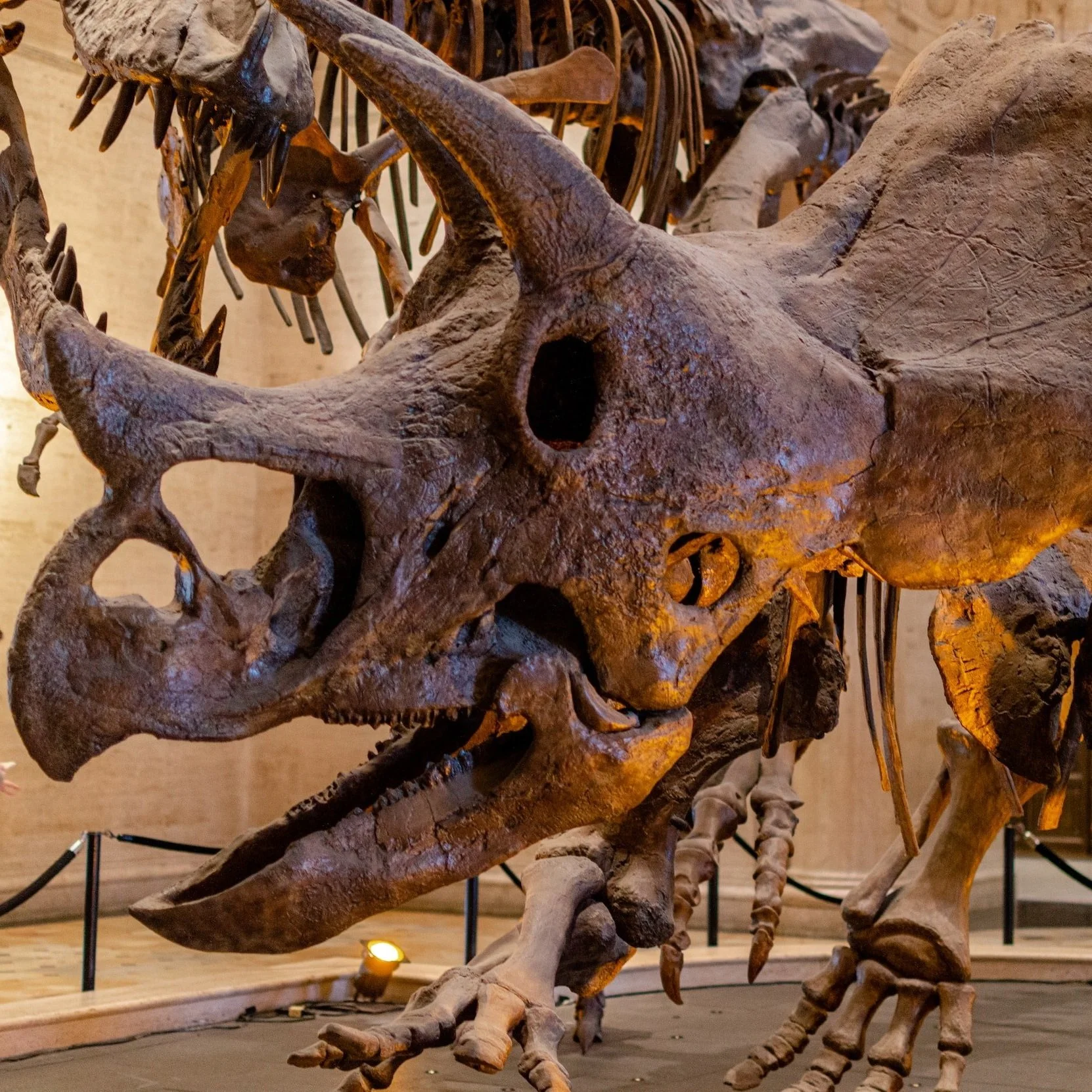 Write a Comic Book About Your Favorite Dinosaurs