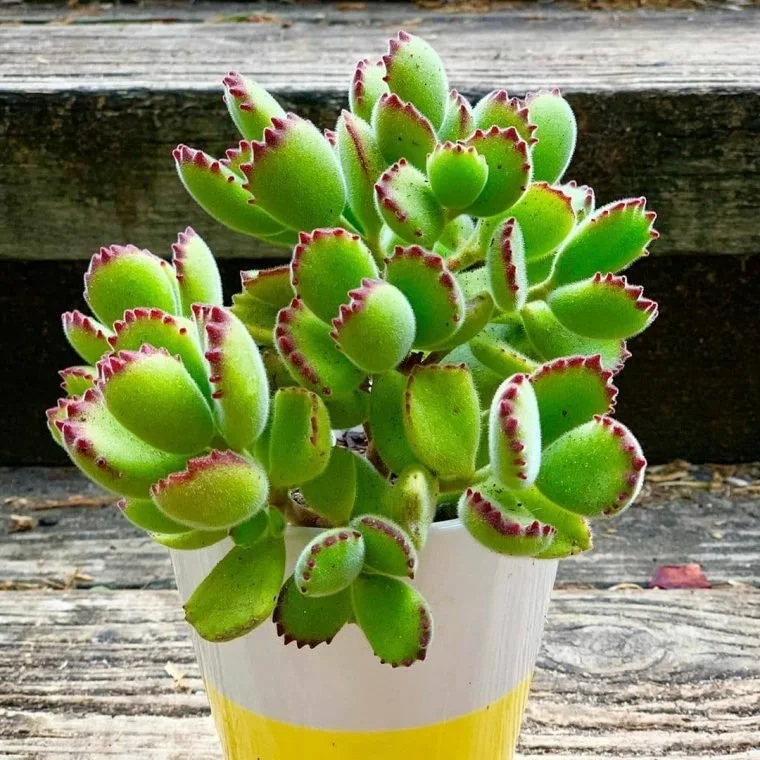 Plant a Bear Paw Succulent Garden