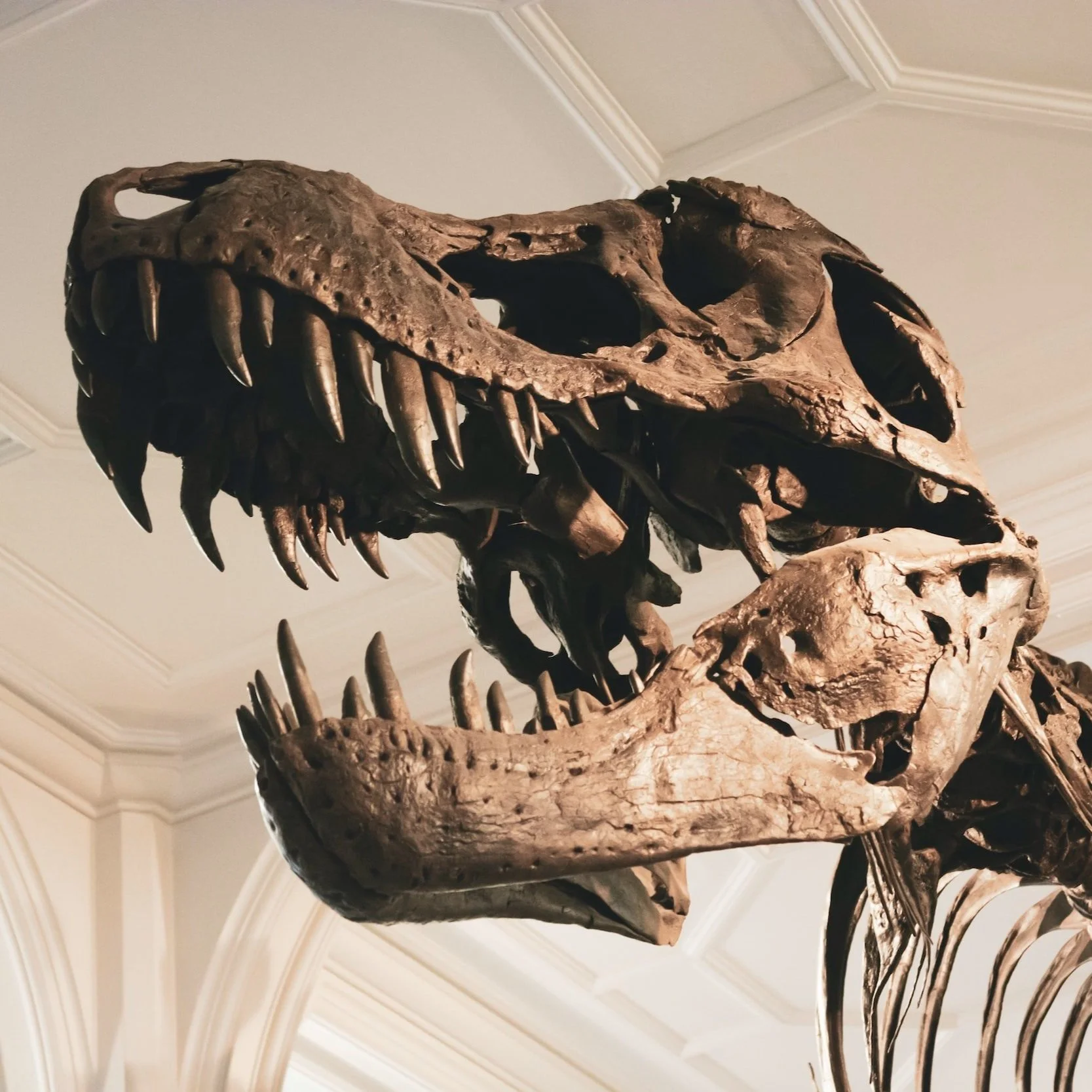 Uncover the Biggest Dinosaur Fossils Hiding on Earth
