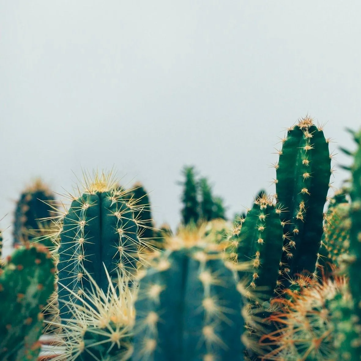 Plant a Cactus Farm like an Engineer