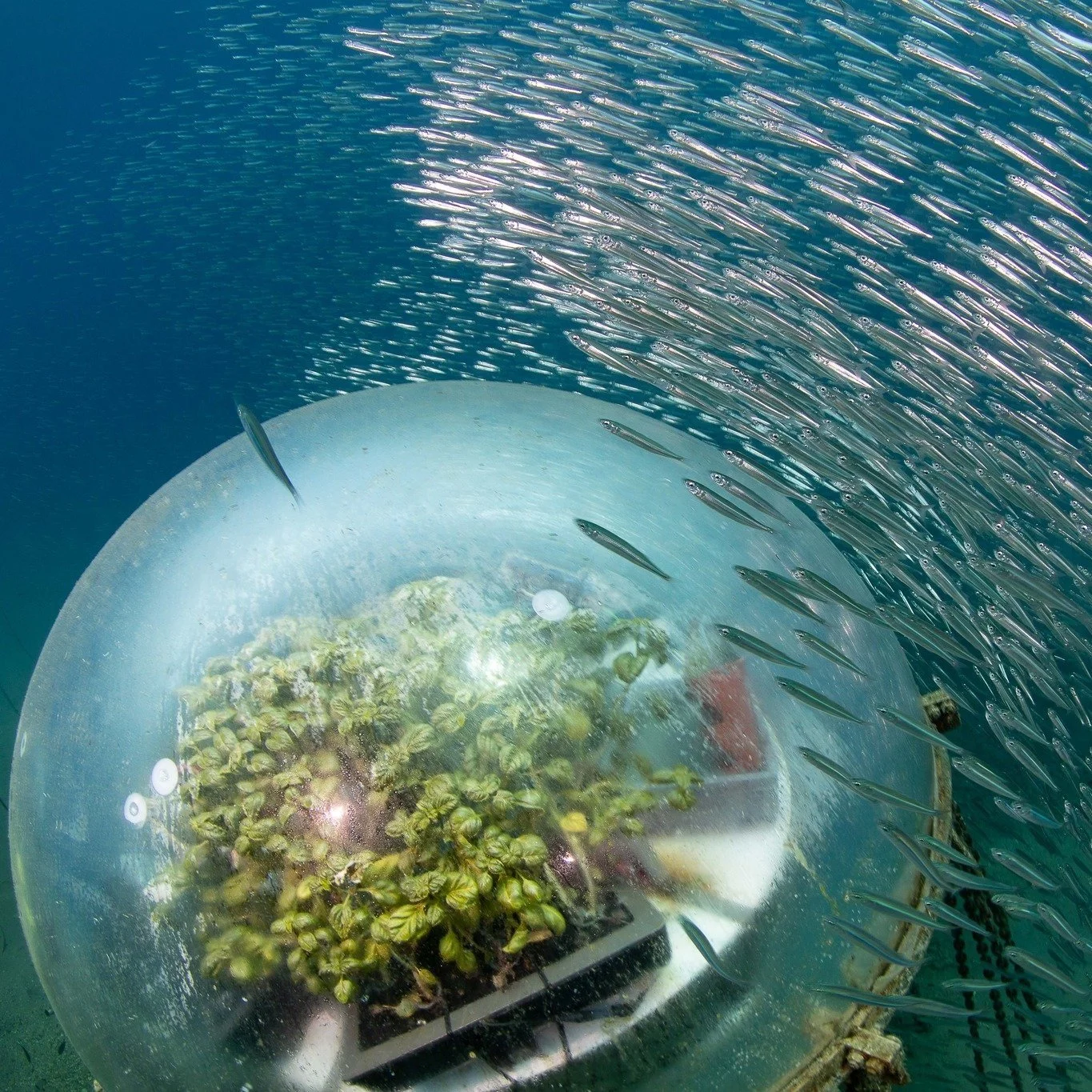 Engineer An Underwater Garden