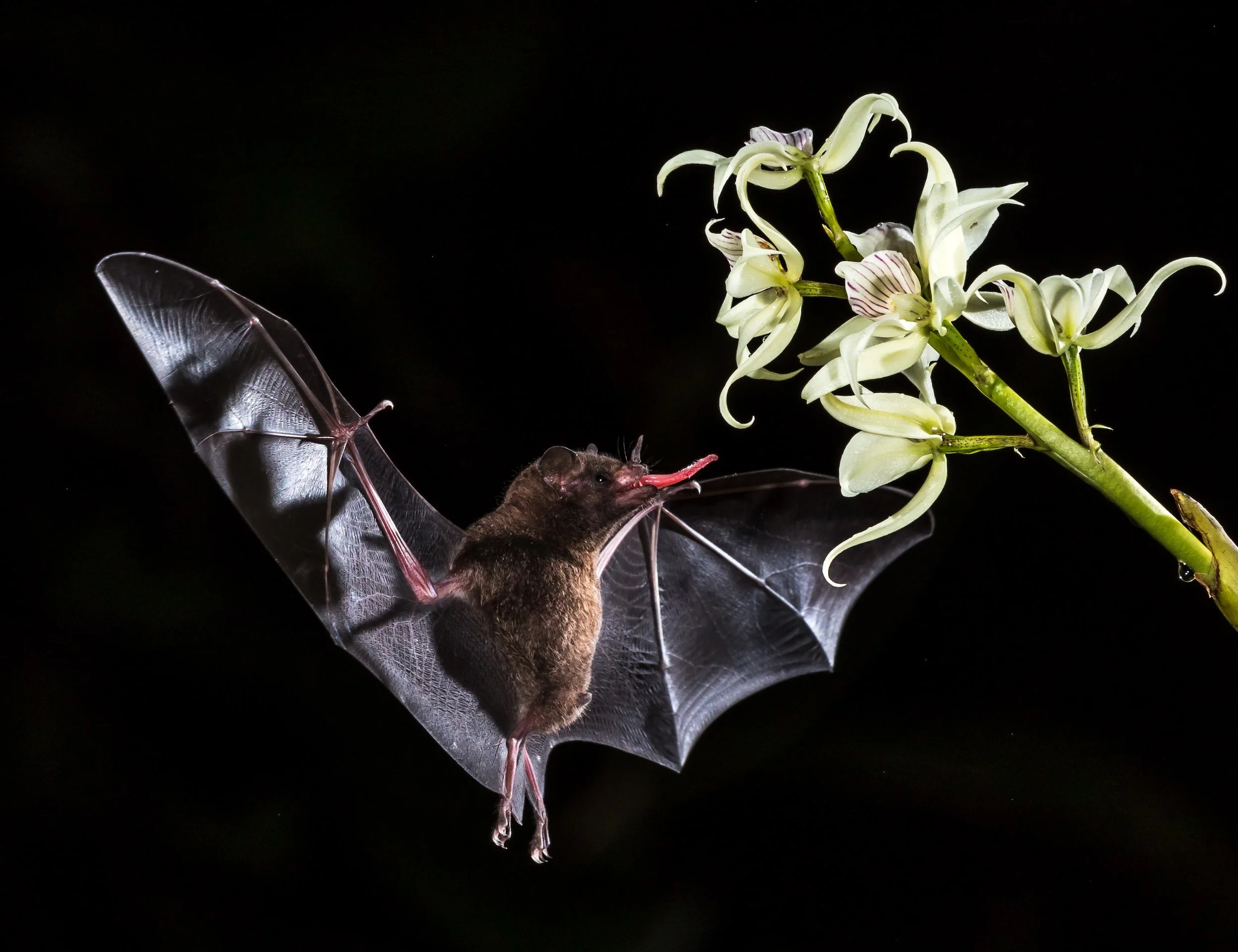 Spot the Coolest Nocturnal Creatures in the Costa Rican Rainforest