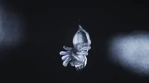 Recount A Spider's Dream in a Puppet Show