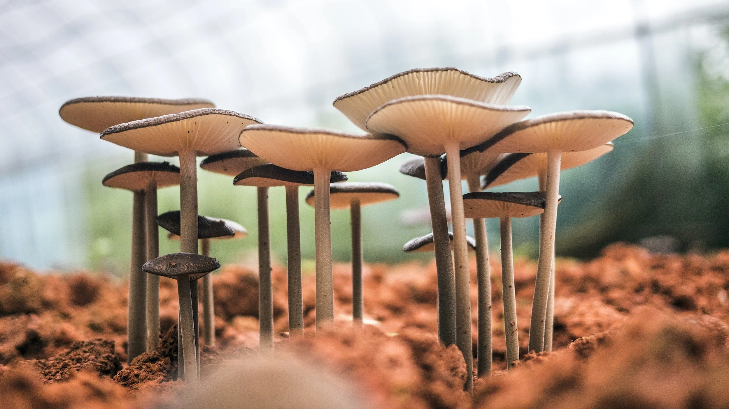 Invent a New Species of Fungi
