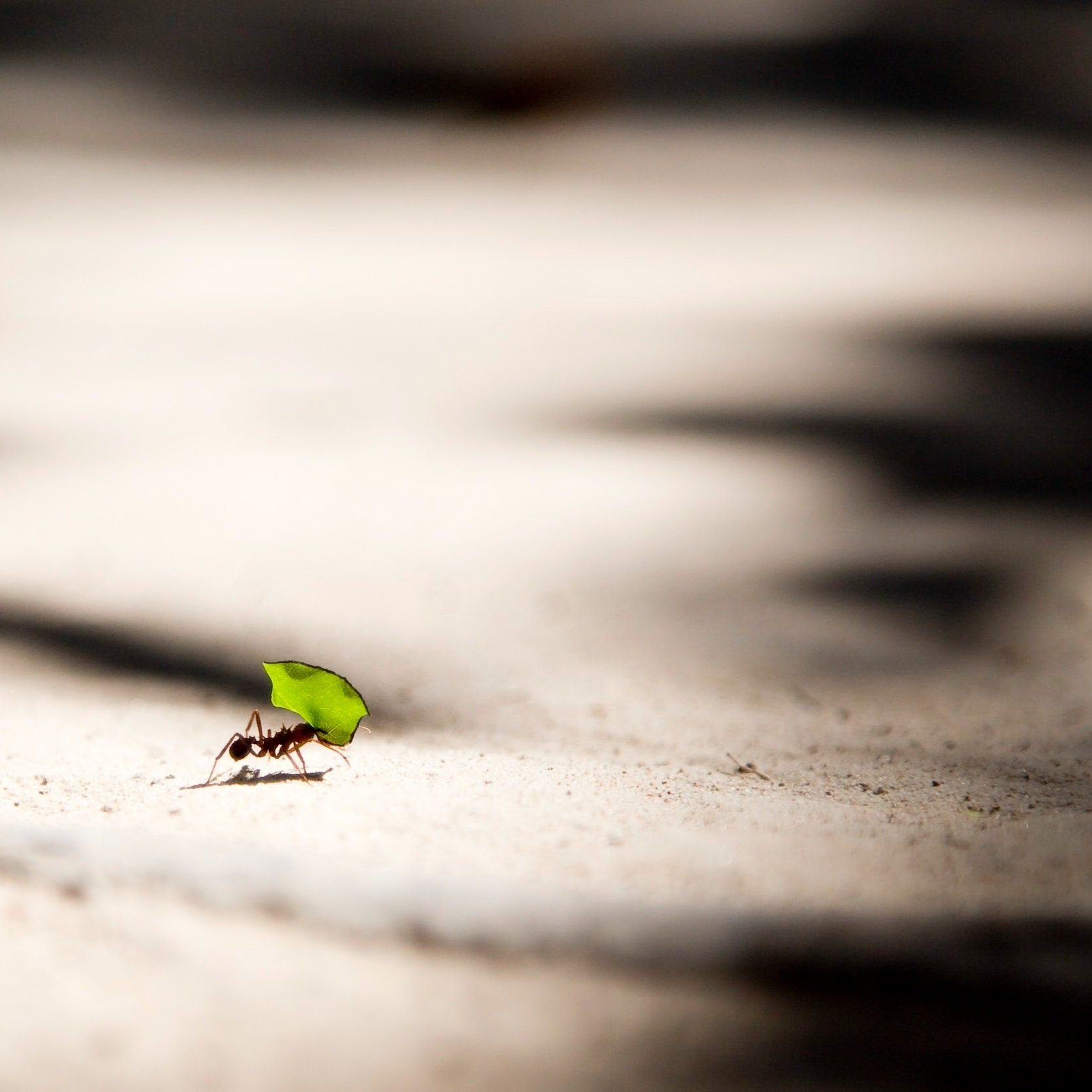 Develop An Antidote To Save Zombie Ants