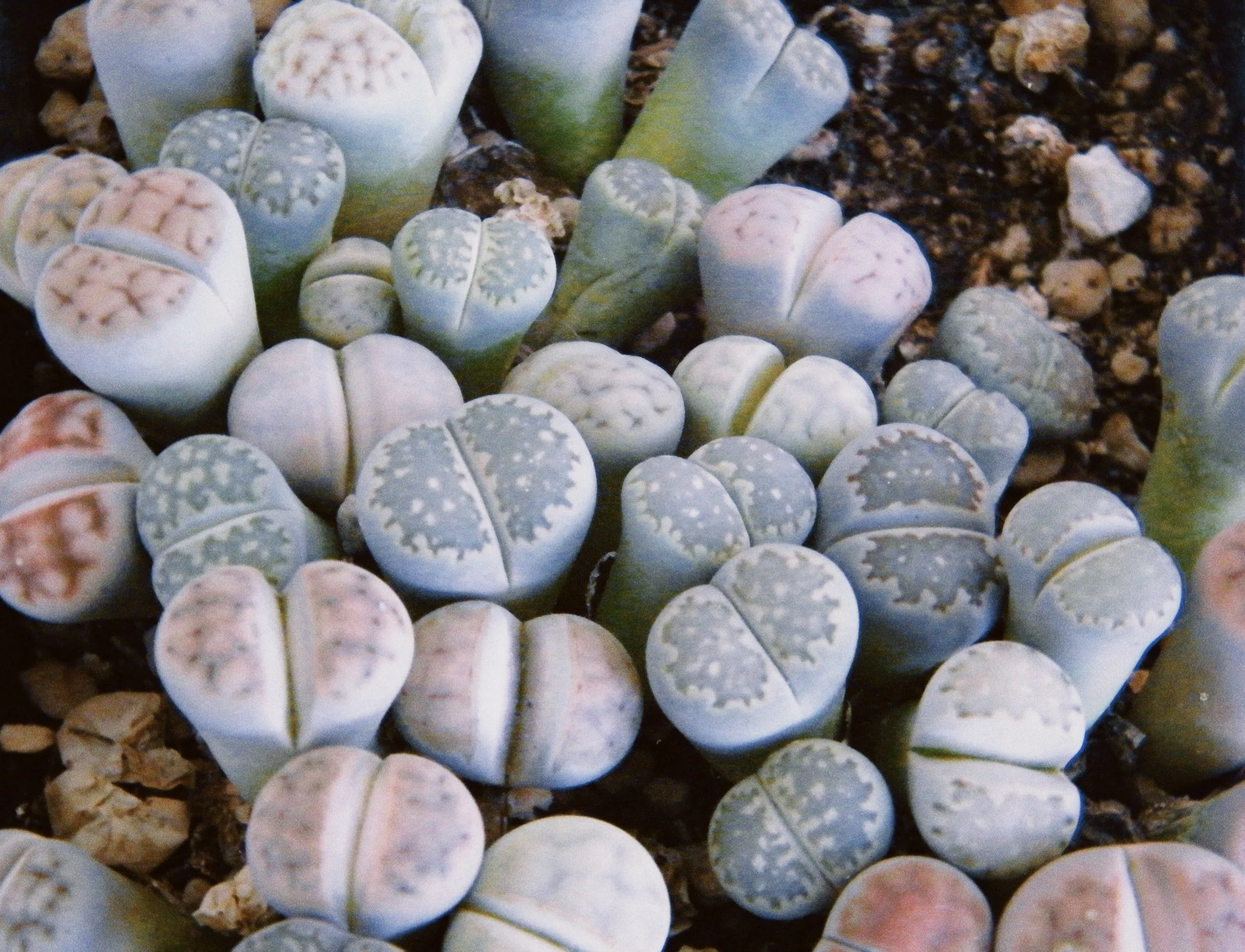 Create A Desert Filled With Living Stones