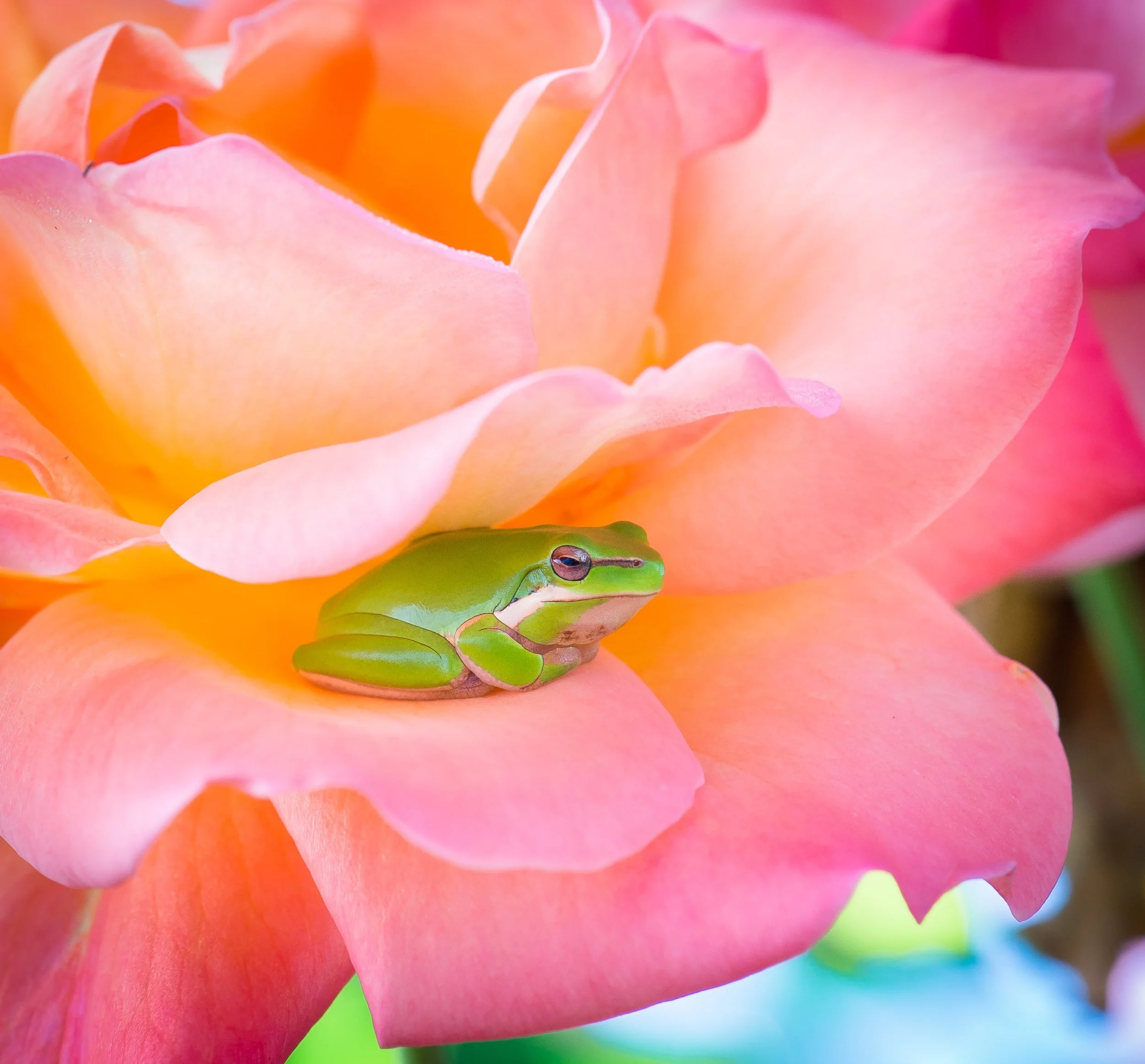 Build A Flower Hotel For Frogs